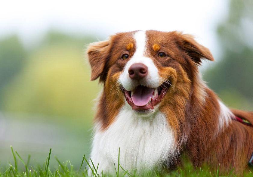 狗狗的品种以及品种的遗传病，*友狗**们要多加注意啊！