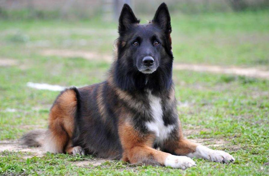 狗狗的品种以及品种的遗传病，*友狗**们要多加注意啊！