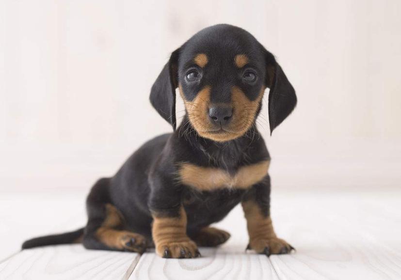 狗狗的品种以及品种的遗传病，*友狗**们要多加注意啊！