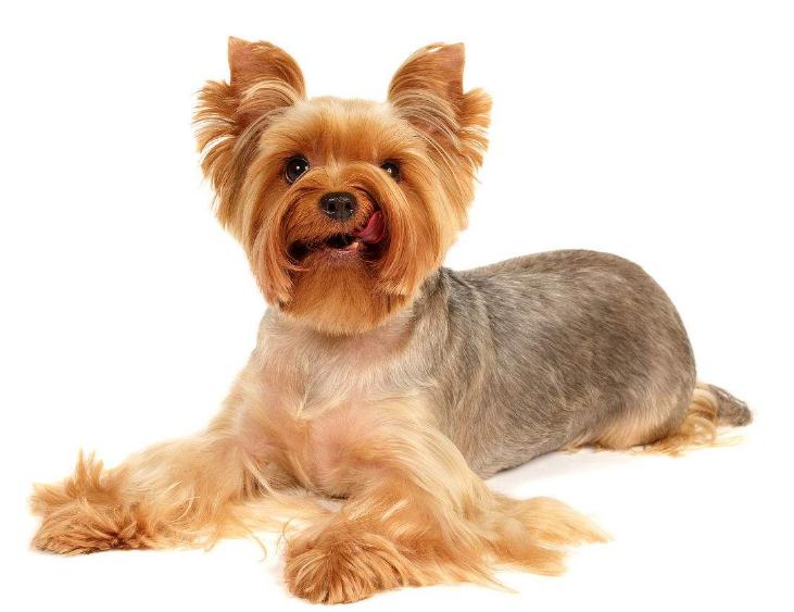 狗狗的品种以及品种的遗传病，*友狗**们要多加注意啊！