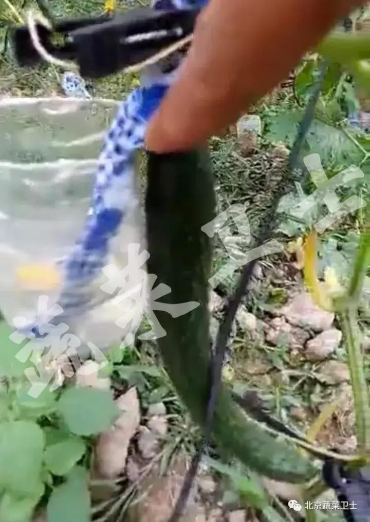 黄瓜蔬菜价格行情最新今天,近几天新发地黄瓜的价格