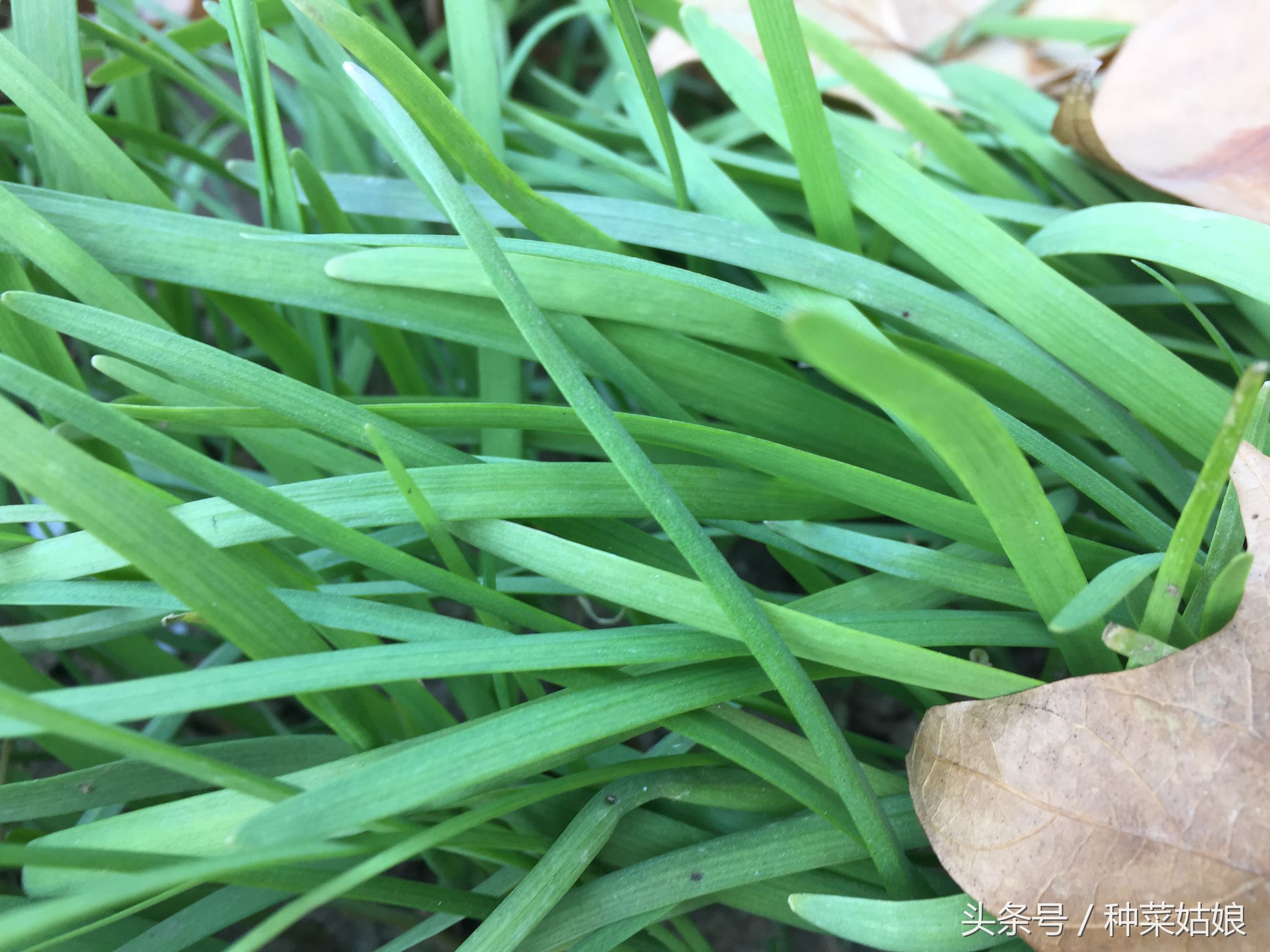 怎么让韭菜种的又青又好吃,韭菜干尖自制土法小妙招