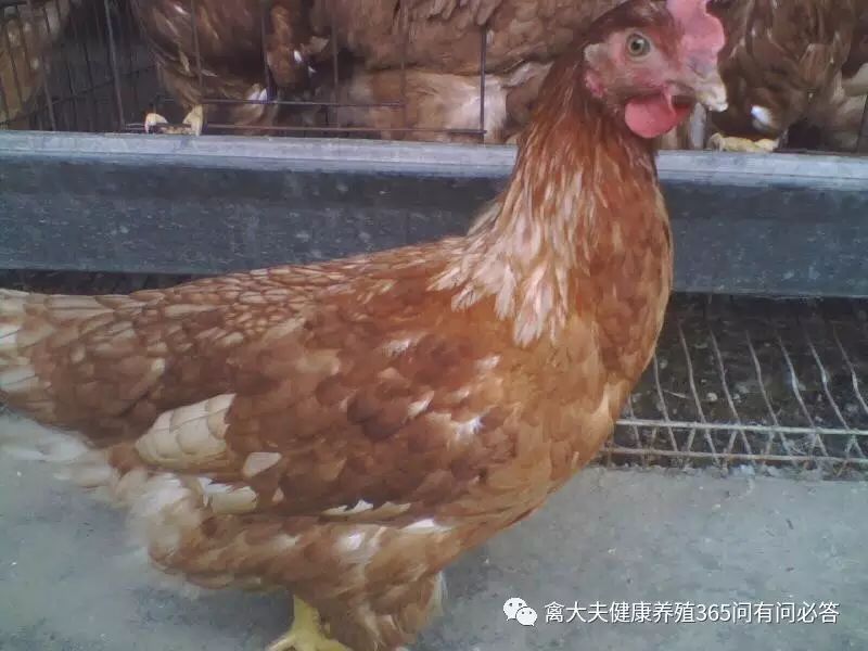 怎么让产蛋鹅多下蛋,让蛋鸭多产蛋的方法