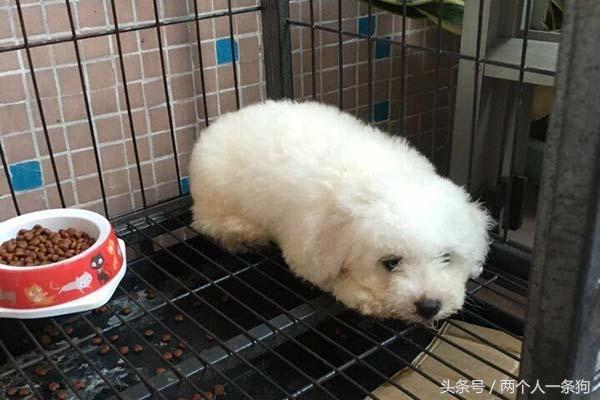 可爱的比熊犬领养,小可爱的小比熊