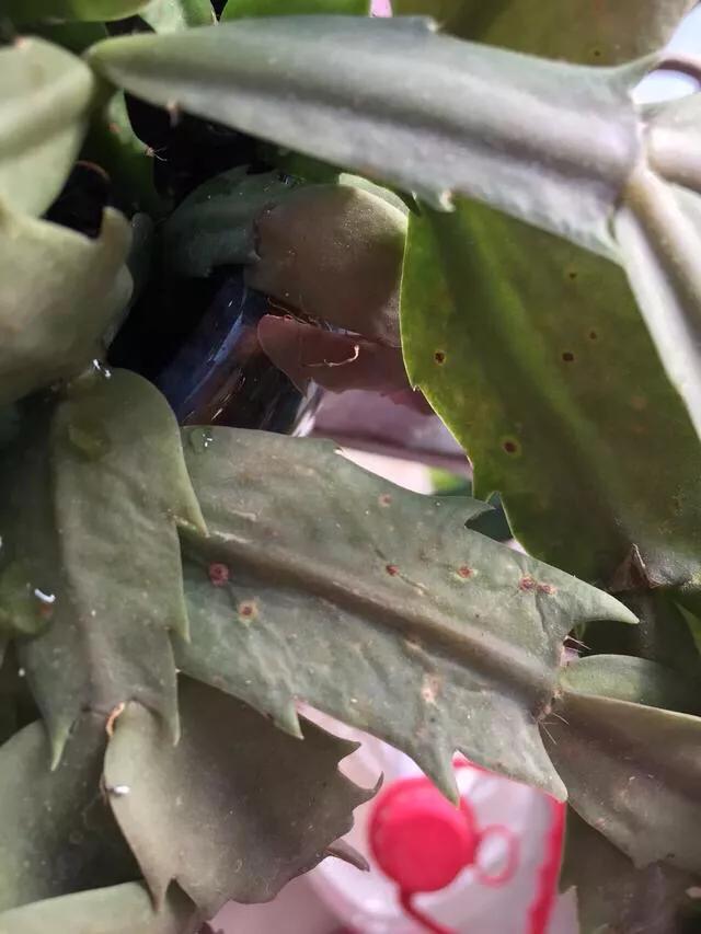 蟹爪兰花的病虫害及其防治方法,蟹爪兰病虫害的农药选择技术