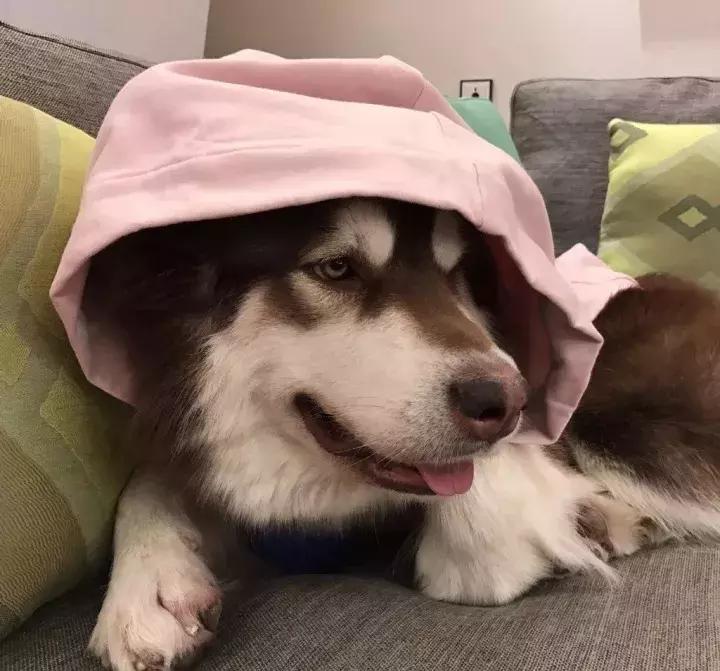 coco王思聪,王思聪名媛女友