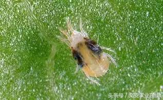 草莓得了红蜘蛛怎么治疗,草莓红蜘蛛病害怎么治病