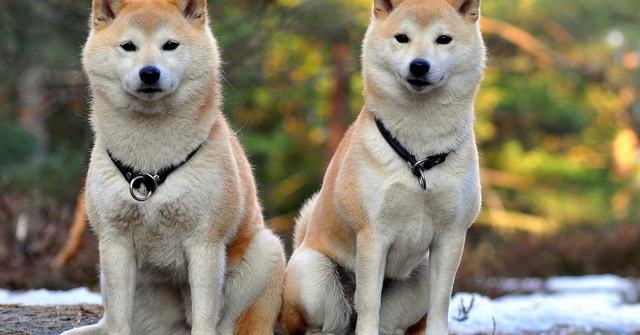 狗狗的品种以及品种的遗传病，*友狗**们要多加注意啊！