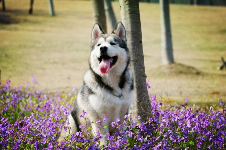 狗狗的品种以及品种的遗传病，*友狗**们要多加注意啊！