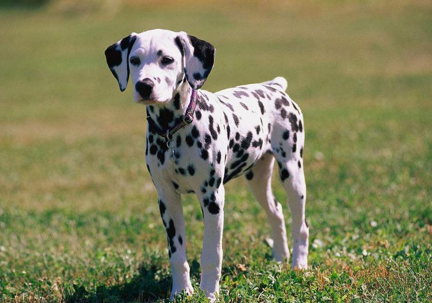 狗狗的品种以及品种的遗传病，*友狗**们要多加注意啊！