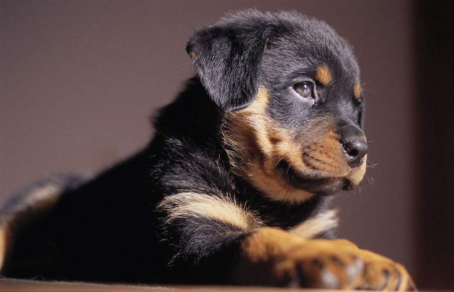 狗狗的品种以及品种的遗传病，*友狗**们要多加注意啊！