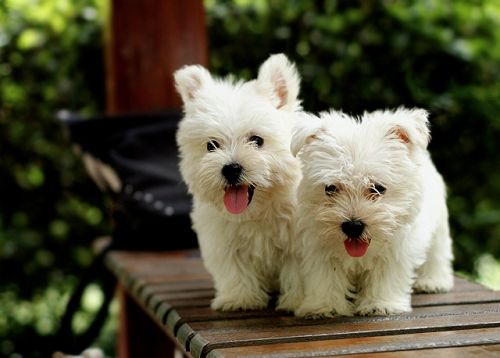 狗狗的品种以及品种的遗传病，*友狗**们要多加注意啊！