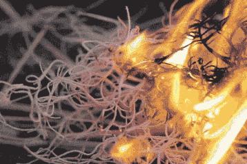 拉栓式短管步枪,经典拉栓式步枪