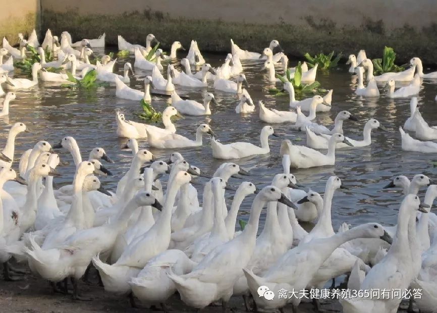 怎么让产蛋鹅多下蛋,让蛋鸭多产蛋的方法