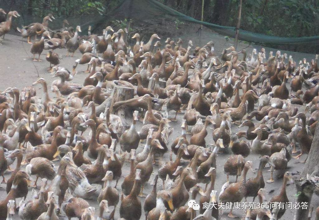 怎么让产蛋鹅多下蛋,让蛋鸭多产蛋的方法