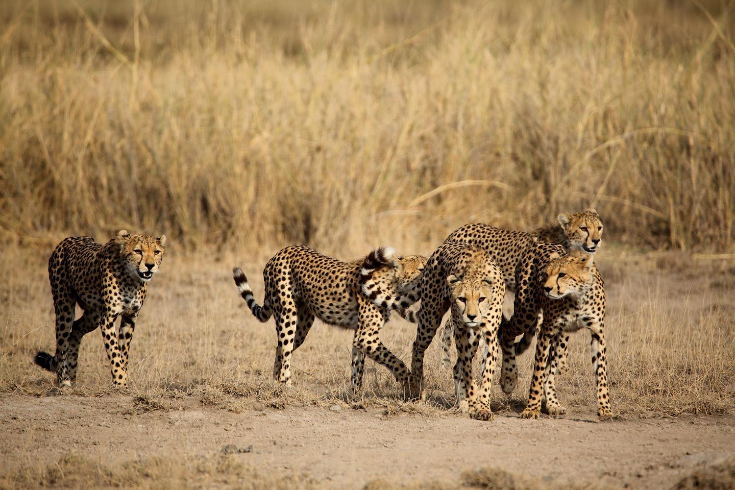 非洲10大经典电影，独特的非洲电影文化，你看过几部？