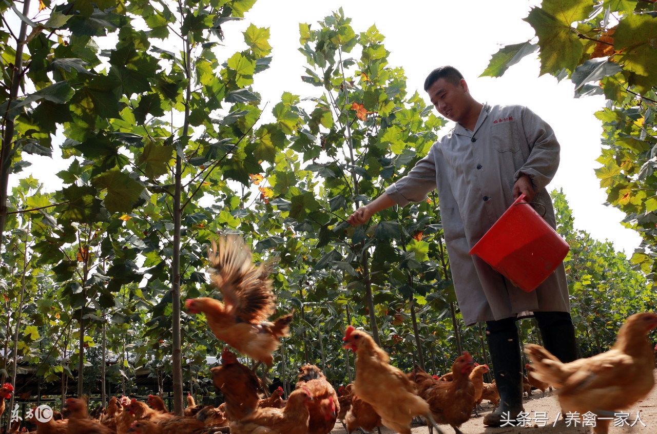 养鸡40年解决鸡瘟不传秘方,养鸡得鸡瘟怎么治