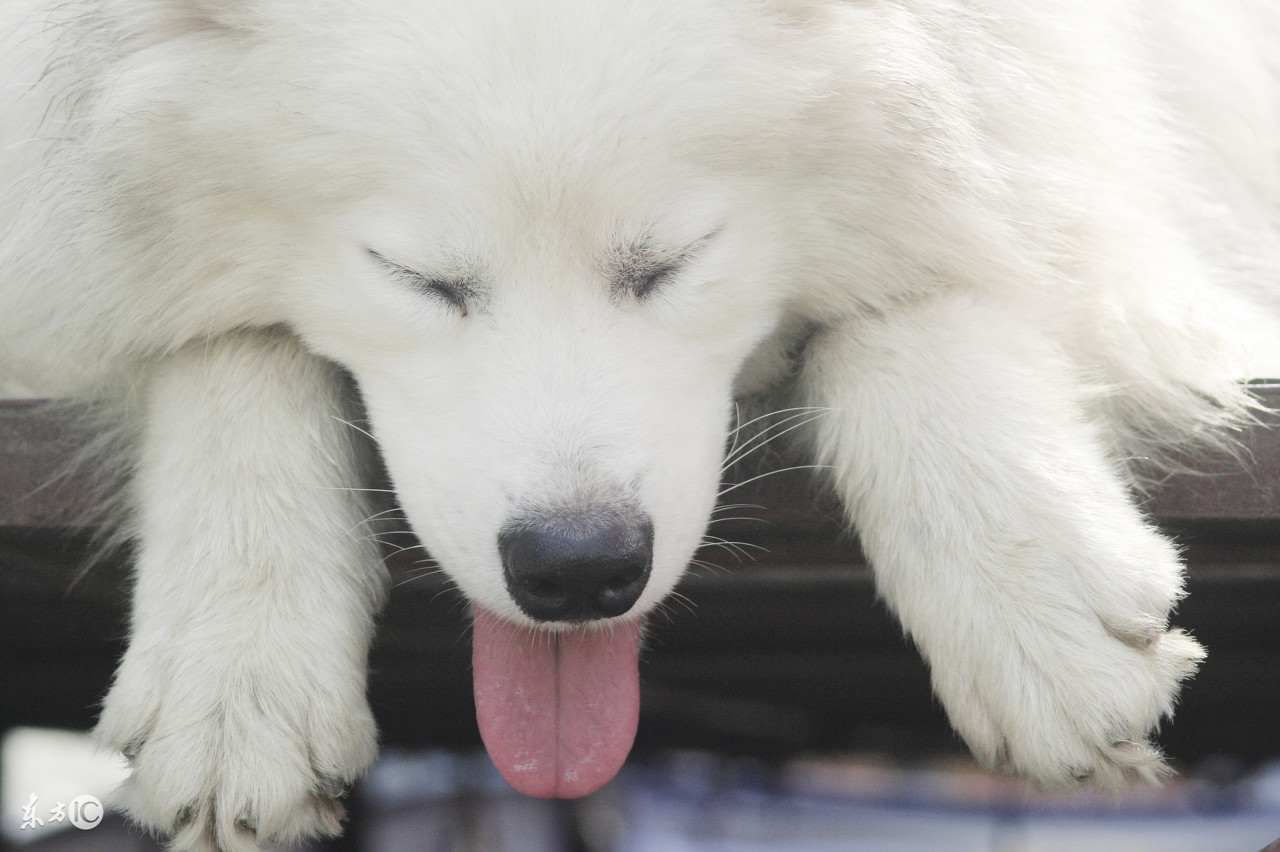 狗狗呕吐拉稀有眼屎是怎么回事,狗狗拉稀呕吐打什么针好得快