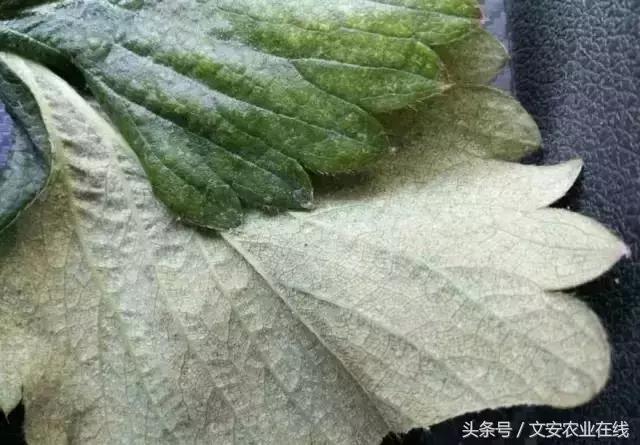 草莓得了红蜘蛛怎么治疗,草莓红蜘蛛病害怎么治病