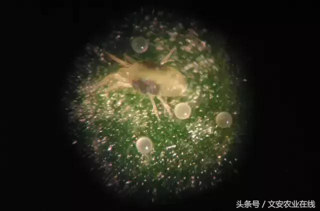 草莓得了红蜘蛛怎么治疗,草莓红蜘蛛病害怎么治病