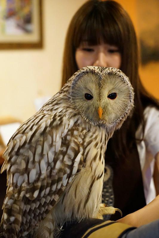 日本关西夏日赏——今夕传媒旅行家出品