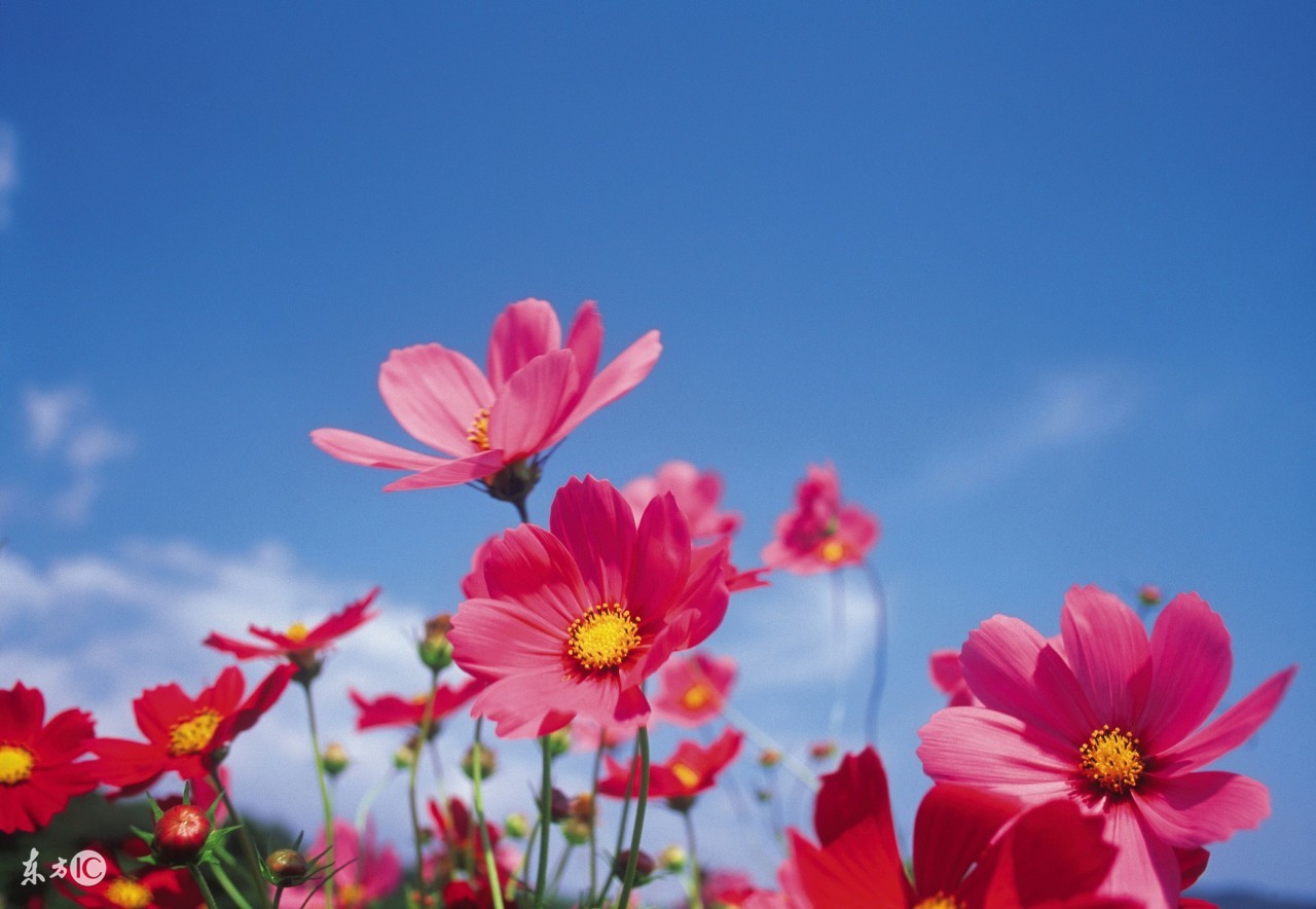 62年生肖虎阳历六月份运势怎么样,98年生肖虎2022年运势及运程