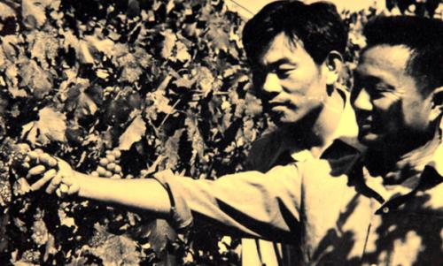 张裕百年甜红葡萄酒,百年张裕的传奇品质