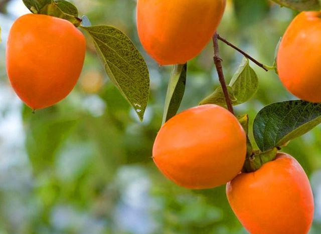 孕妈妈吃完柿子后呕吐不止,产科医生大骂其无知