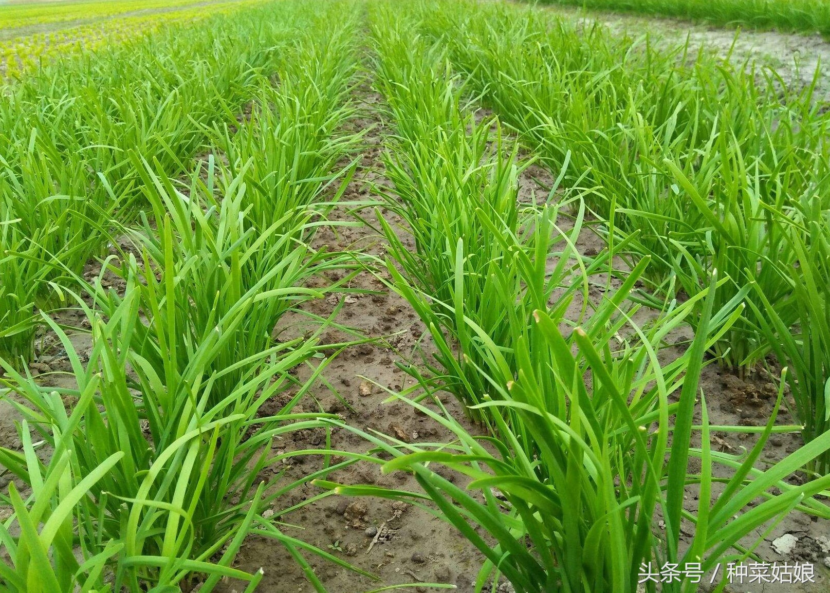 怎么让韭菜种的又青又好吃,韭菜干尖自制土法小妙招