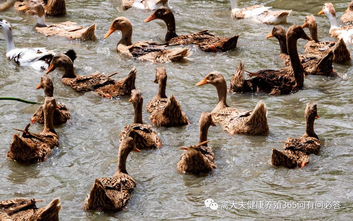 怎么让产蛋鹅多下蛋,让蛋鸭多产蛋的方法