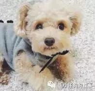 毛小汪训犬课堂,狗狗泪痕重是什么原因引起的