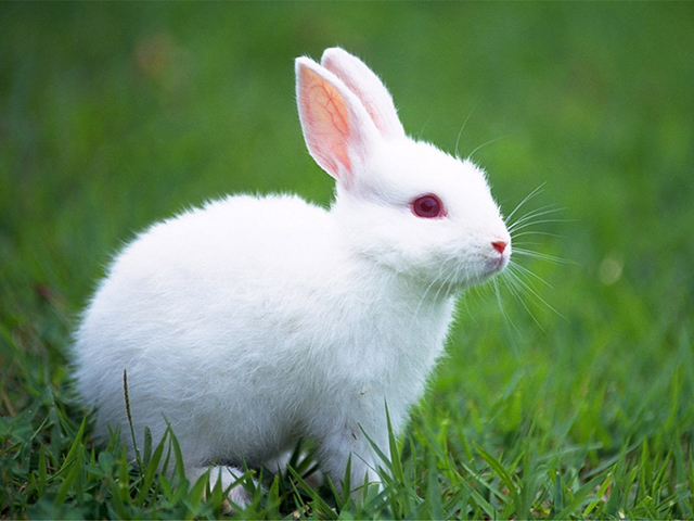 农历1987年属兔11月12日运势详解,1987年属兔的2022年的运势怎么样