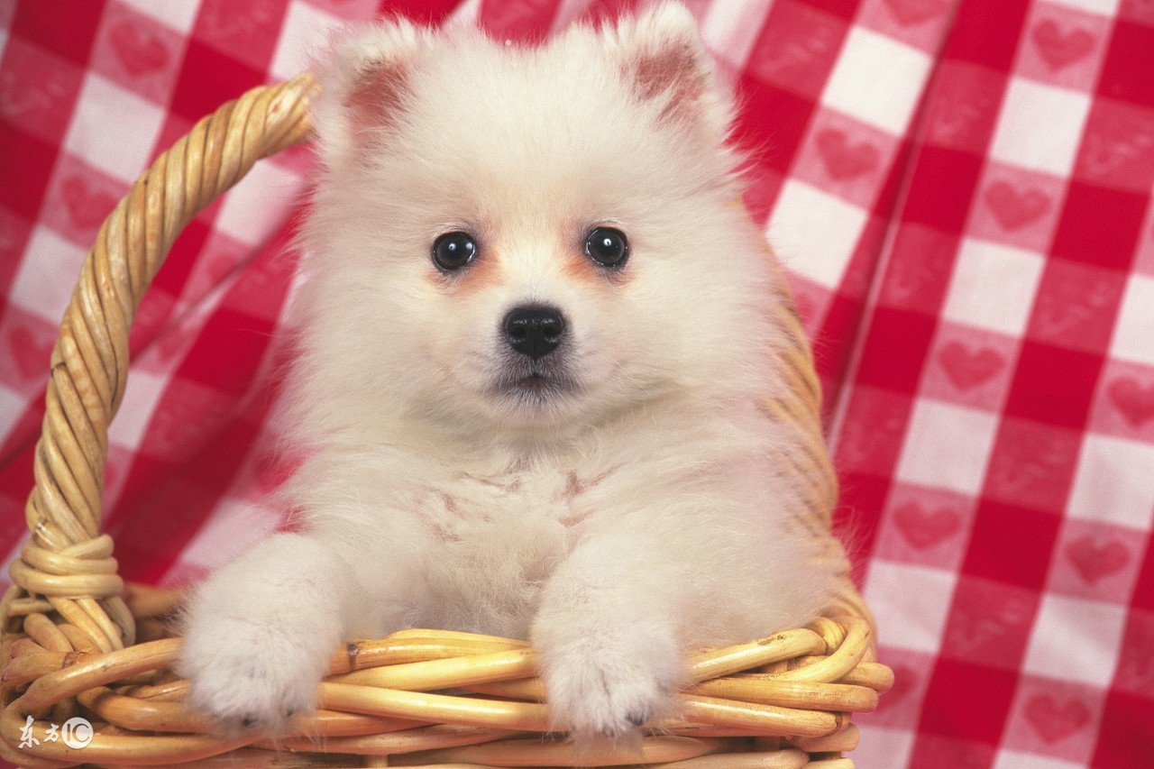 怀孕狗狗快生了的征兆,怀孕有宠物怎么办