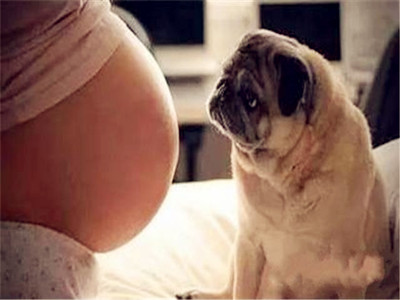 怀孕期间可以养鹦鹉吗,怀孕期间可以养动物吗