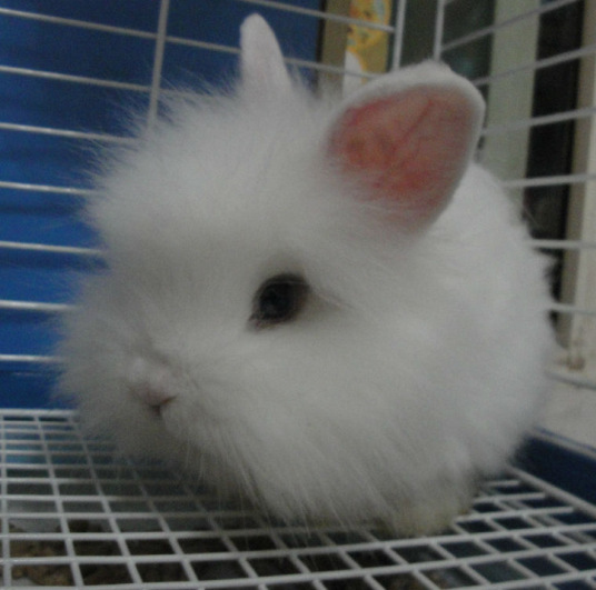 农村很多人不知道的养羊技术,一般人不知道的养殖项目