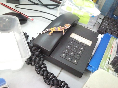 农村很多人不知道的养羊技术,一般人不知道的养殖项目