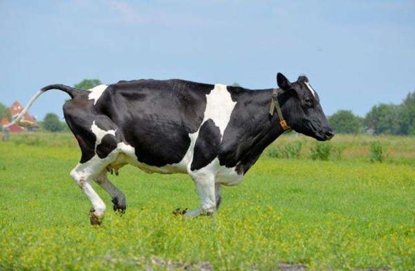 世界上最顶级的牛品种排名前10,体型大的国内牛种排名