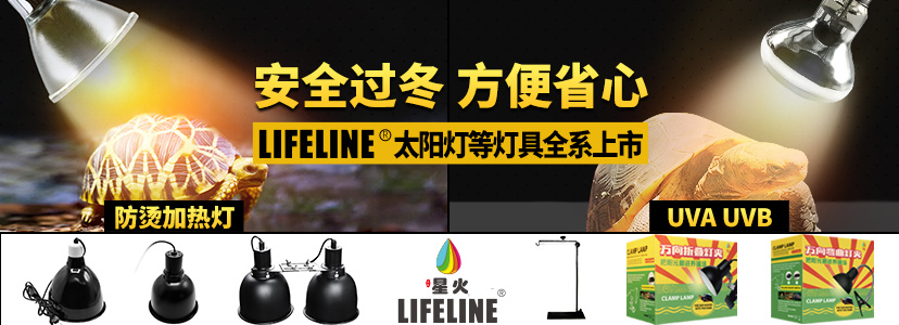 牛蛙水霉和腐皮烂身的区别,快速区分水霉