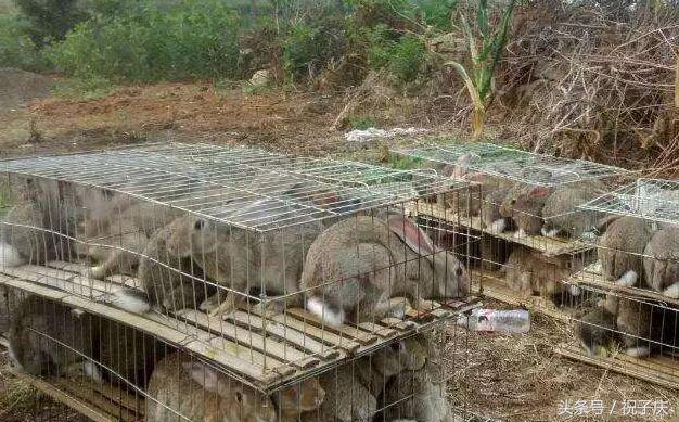 5个适合乡镇致富的创业点子,农民创业100个项目好做