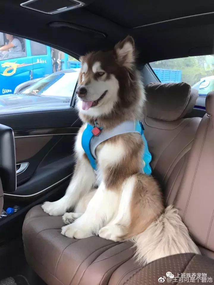 coco王思聪,王思聪名媛女友