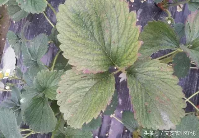 草莓得了红蜘蛛怎么治疗,草莓红蜘蛛病害怎么治病