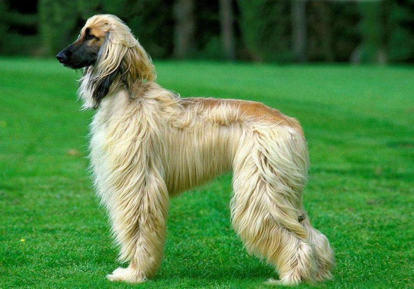 狗狗的品种以及品种的遗传病，*友狗**们要多加注意啊！