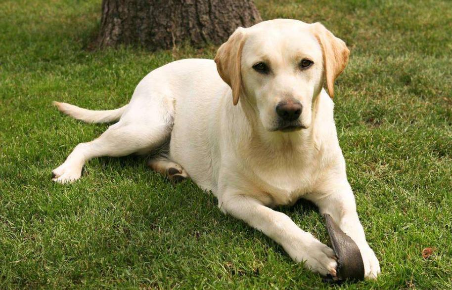 狗狗的品种以及品种的遗传病，*友狗**们要多加注意啊！