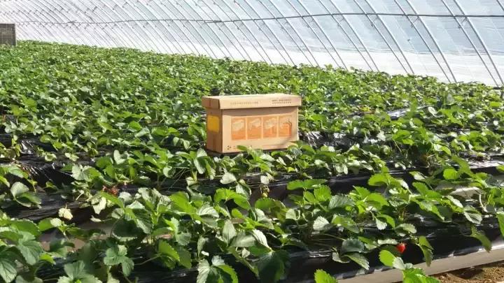 草莓棚里打药后伤蜜蜂怎么解救,被蜜蜂蛰了怎么办