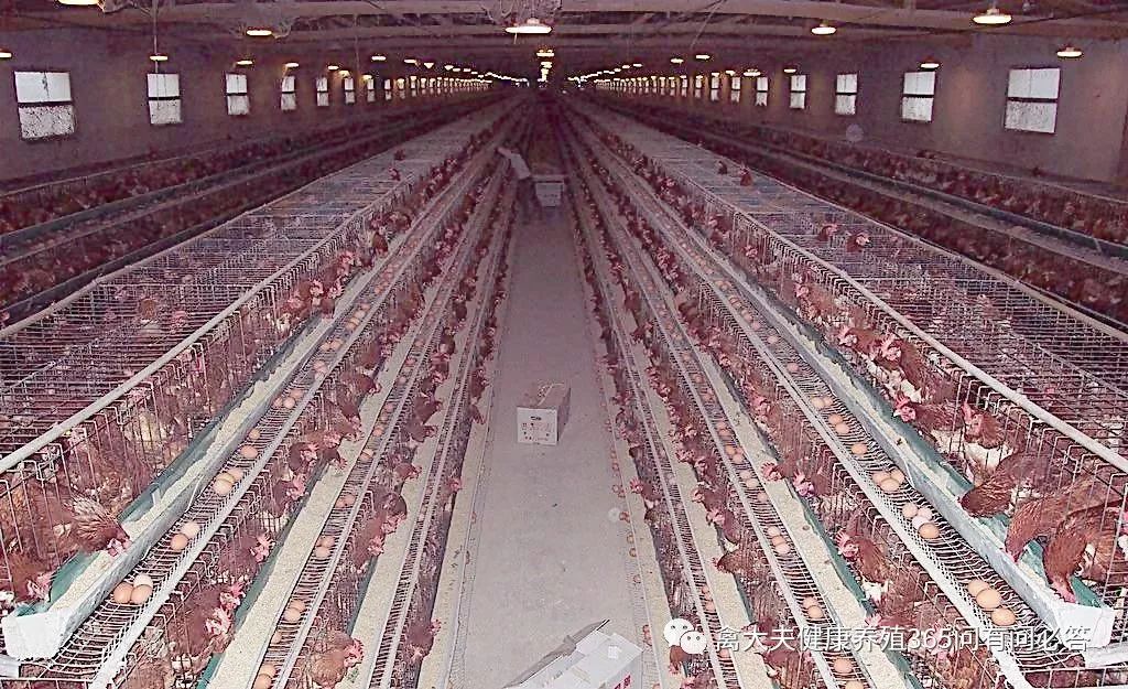 怎么让产蛋鹅多下蛋,让蛋鸭多产蛋的方法