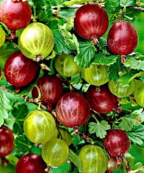 这三种水果你吃过了吗,这7种水果你吃过吗