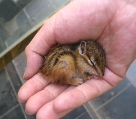 农村很多人不知道的养羊技术,一般人不知道的养殖项目