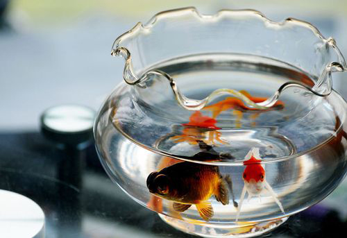 农村很多人不知道的养羊技术,一般人不知道的养殖项目