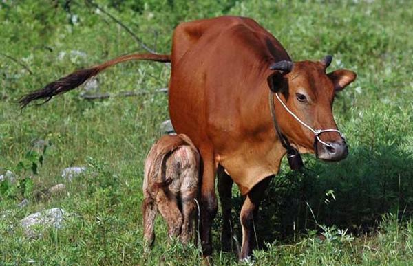 世界上最顶级的牛品种排名前10,体型大的国内牛种排名