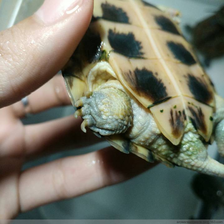 牛蛙水霉和腐皮烂身的区别,快速区分水霉